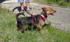 Cani e gatti da adottare