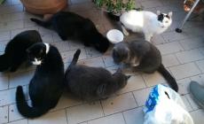 Uccisi 15 gatti con i cuccioli a Pilastro: «Qualcuno ha messo il topicida nelle pappe»