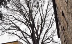 Spettacolare potatura nel giardino di San Paolo