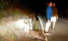 Berceto, schianto nella notte fra una moto e una cerva