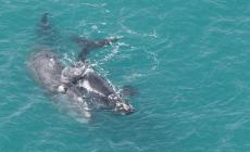 Snorkeling tra le balene in Australia, donna ferita
