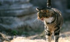 Vianino, due gatti avvelenati: abitanti esasperati