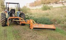 Alberi malati, tagli al via nei torrenti