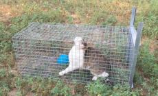 La fuga a lieto fine di Pedar, gatto speciale