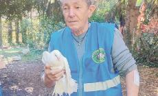 Una colomba bianca ricoverata al Rifugio Matildico
