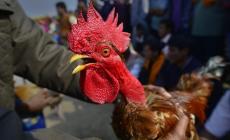Multa da 166 euro (a 83 anni) perché il  suo gallo canta troppo presto