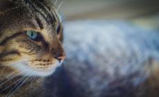 Fotografare i gatti? Ecco i trucchi