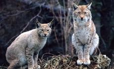 Orso, lupo e lince ripopolano i boschi italiani