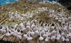 L'odoroso aglio di Vessalico