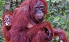 In Borneo  tra tarantole, lucciole e orangutan
