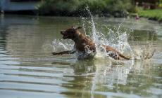 Si tuffa nel Po per salvare il suo cane, morto 42enne