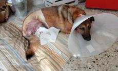 «Il mio cane ferito da un colpo di fucile»: il drammatico racconto