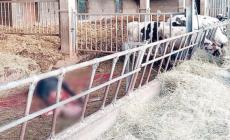 Solignano, i lupi fanno un'altra vittima nella stessa stalla
