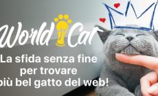 Via alla sfida del gatto più bello del web: mandate le foto del vostro micio   