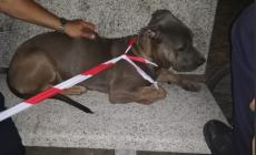 La Municipale trova un cane in piazzale Santa Croce