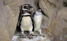 Nati nell'Acquario di Genova due pinguini gemelli