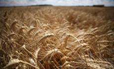 Grano duro di alta qualit&agrave;: 120mila tonnellate all'anno prodotte per la Barilla in Emilia-Romagna 