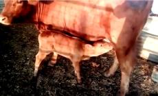 E' nato un vitello rosso: per gli ebrei ortodossi preannuncia  la fine del mondo