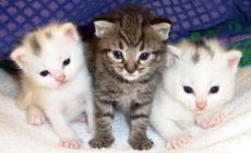Lo smantellamento dell'Oasi felina