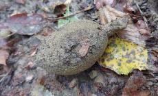 Trovata una bomba a mano: fatta brillare una dai militari