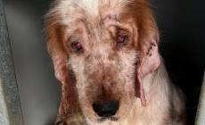Accolti a Parma 18 cani salvati dal canile lager