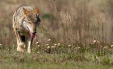 Chiesti interventi efficaci per contrastare i lupi