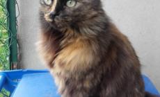 Miguli, scomparsa a Collecchio