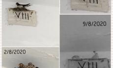 Nido di rondini distrutto al cimitero: il vandalo rischia grosso