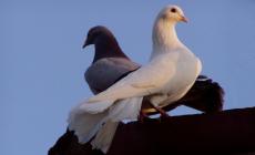 Nelson Mandela e i suoi aforismi: mostra fotografica in biblioteca