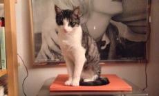 Allarme gatti: troppe sparizioni