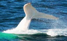 Balene: ordinata al Giappone la sospensione della caccia  