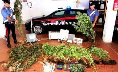 Disoccupato e coltivatore di cannabis: 56enne arrestato