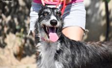 Quattro cani in cerca di una casa