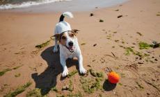 Cani in spiaggia, il decalogo Oipa per vacanze a quattro zampe