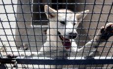 Benessere animale, è scontro fra Giunta e opposizione