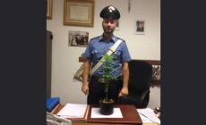 Madre e figlio coltivano "maria" sul balcone