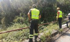 Un testimone: "Gioele era vivo dopo l'incidente". Il Pm: "Viviana non era seguita"