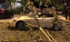 Pianta cade su una Jaguar parcheggiata