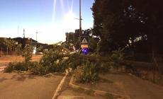 Albero caduto in via Emilia Est quasi all'imbocco della tangenziale - Foto