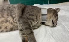 Quel tubo al collo lo soffocava: gattino salvato