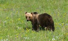 Orso aggredisce carabiniere ad Andalo, catturato