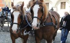 Bancarelle, musica e... cavalli