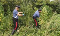 Borgotaro, i carabinieri scoprono due piantagioni di cannabis: arrestato un uomo del posto