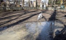 «Giusto pulire dove sporca Fido ma Parma non è una città per cani»