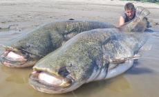 L'estate sul Po tra siluri da record