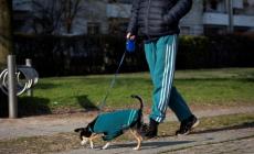 Stretta contro le deiezioni dei cani in strada, ordinanza e multe fino a 500 euro 