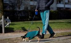 Bocconi avvelenati in 4 zone di Parma: &laquo;Ho visto uno che di notte spargeva carne trita al Montanara: 50 anni, piumino e cicciottello&raquo;