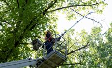 Stanziati 1,1 milioni per le potature degli alberi in città