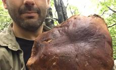 Porcino da record (1,8 chili) nel Parco dei Cento laghi