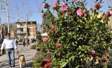 Con «Piazzale Lubiana in fiore» la primavera esplode in città 